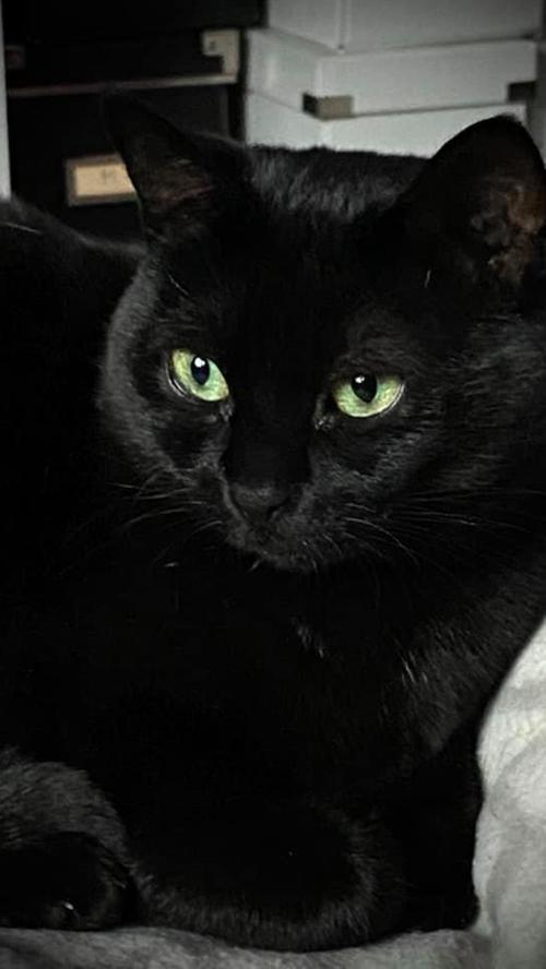 Schwarze Katzen unbeliebt? Das sehen unsere User anders