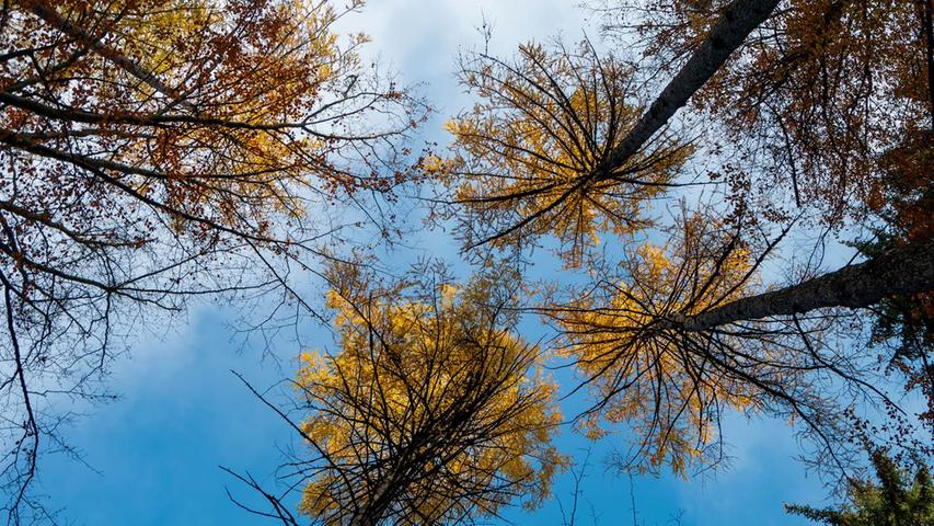 Herbstliche Bäume und blauer Himmel - aus der Ameisenperspektive.