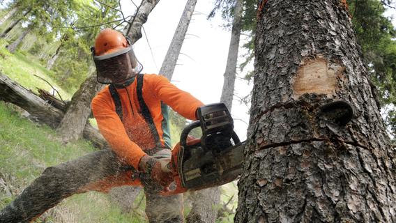 Gefährliche Forstarbeit: Jedes Jahr kommen in Bayerns Wäldern mehrere Menschen ums Leben