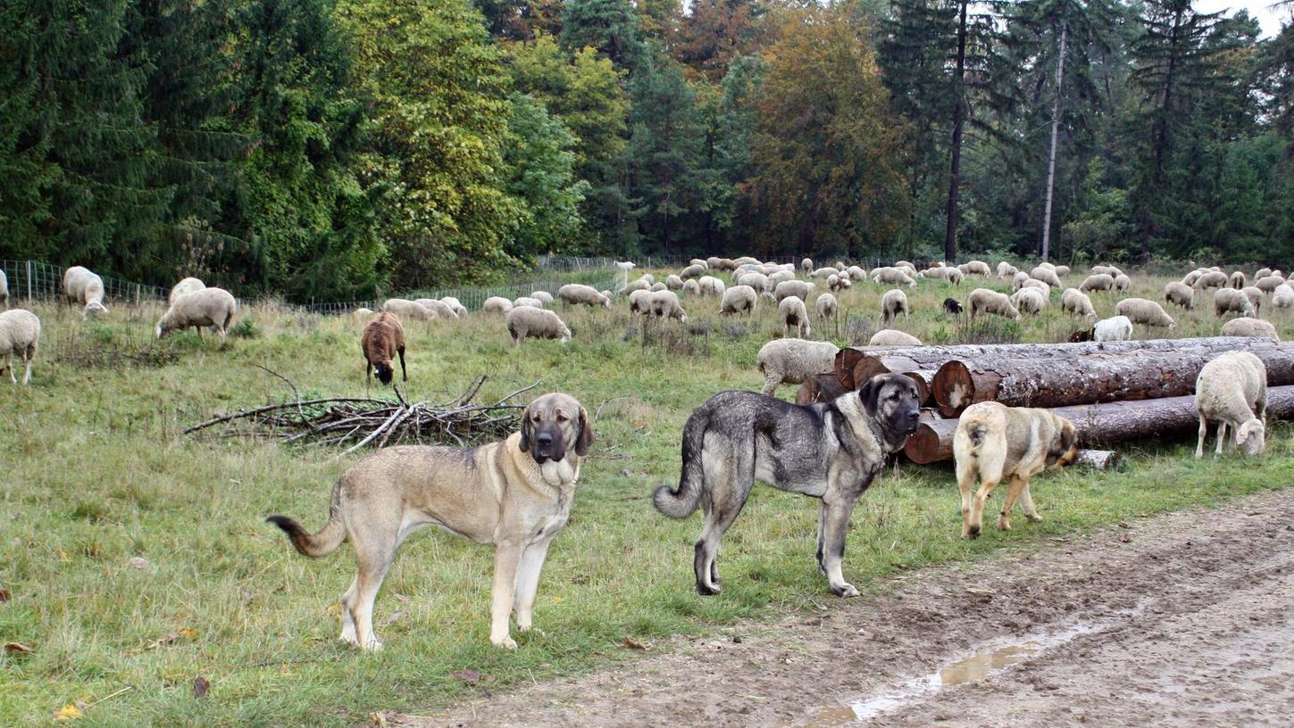 Lehrgang: So können Herdenhunde vor Wölfen schützen