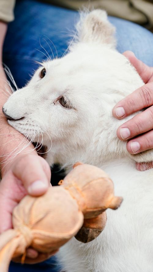 Weißes Löwenbaby Lea reist nach Spanien