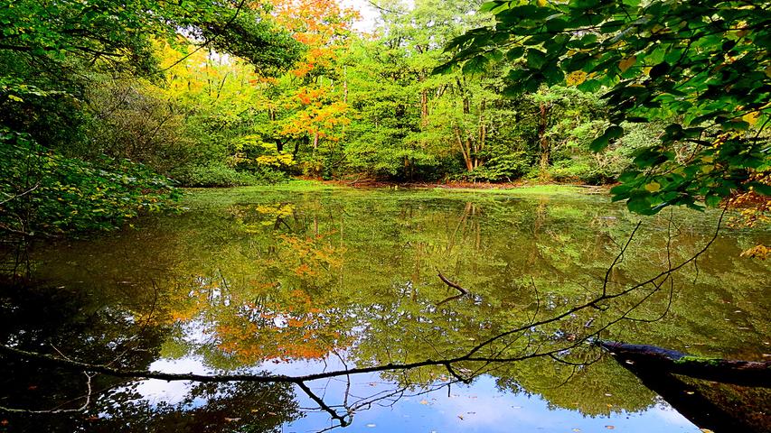Im Kalchreuther Forst liegt etwas abseits der Wanderwege ein kleiner idyllischer Weiher eingebettet im Mischwald. Besonders im Herbst spiegeln sich die Bäume mit ihren bunten Blättern farbenprächtig in der ruhigen Wasserfläche. 