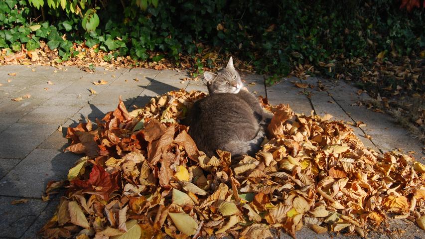Die Katze weiß, wie man es sich gut gehen lässt: Im warmen Laub und mit Herbstsonne.