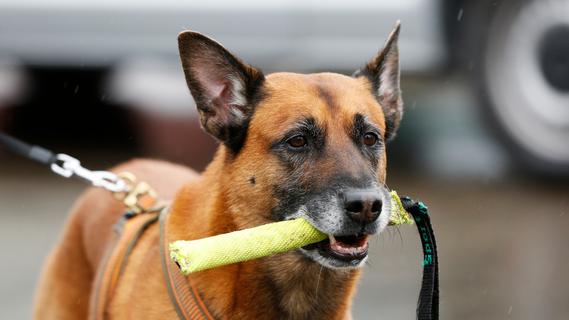 Spezialisiert auf Sprengstoff-Suche: Polizeihund Buddy.