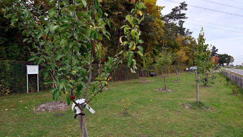 In Steudach gibt es sogar eine Obstbaumbestattungswiese.