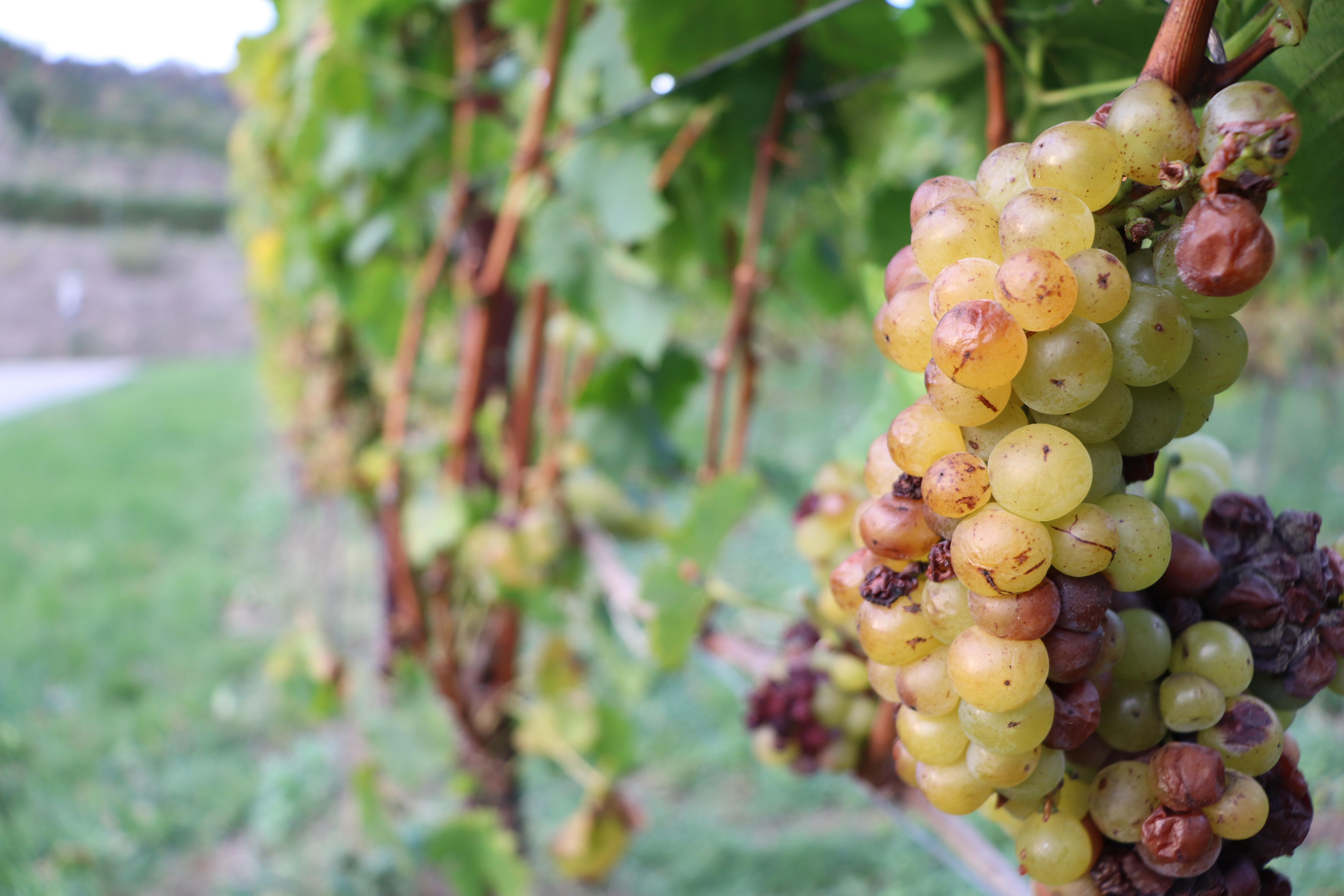 Wo kann ich schön zum Wein wandern?