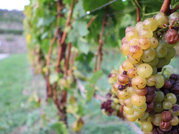 Süß und fruchtig: Die Trauben schmecken nicht nur als Wein sehr gut.
