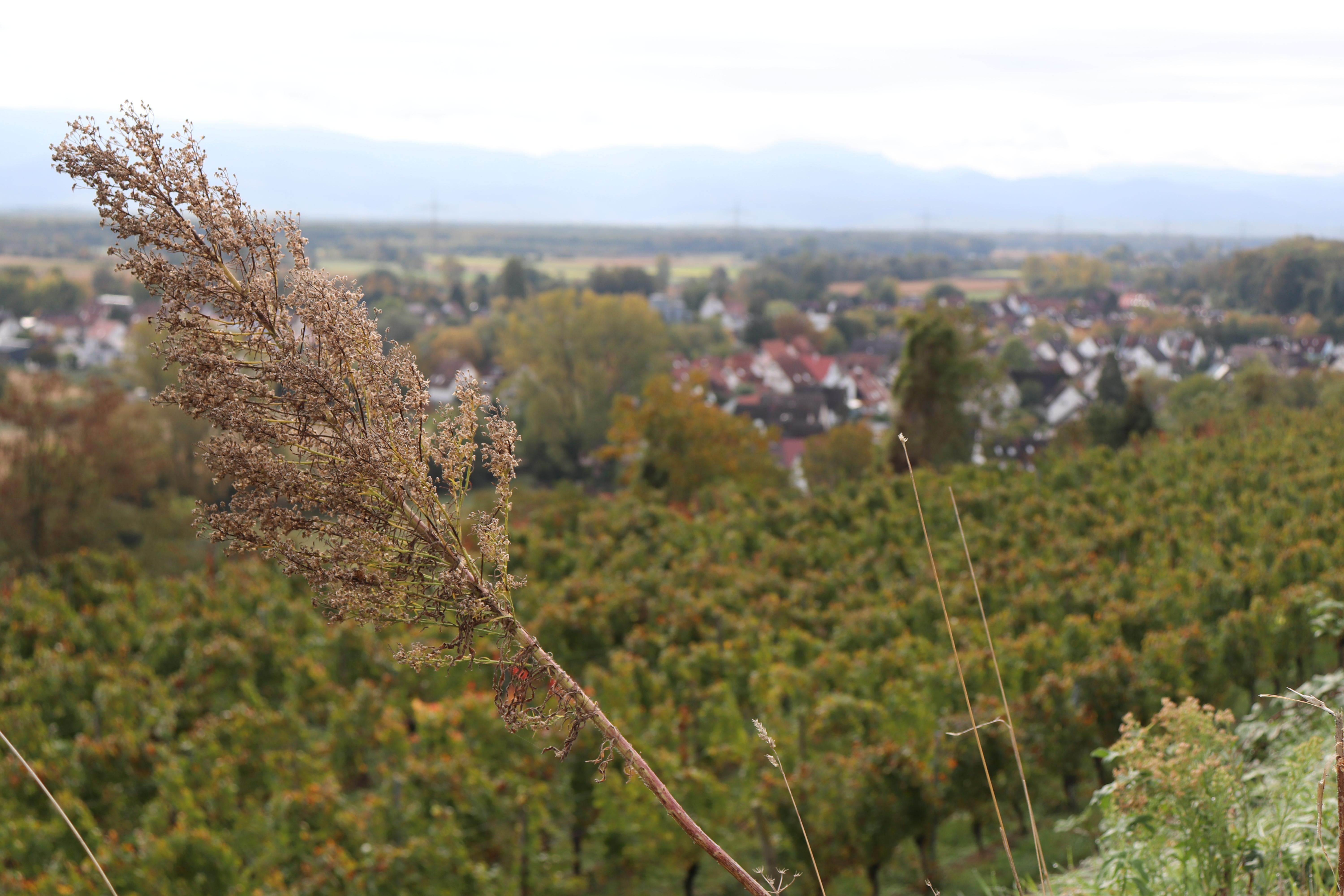 Ziel für einen Kurzurlaub gesucht? Wer gerne in der Natur unterwegs ist und gleichzeitig das Schöne und Leckere schätzt, der kommt im Kaiserstuhl nicht zu kurz. Das Gebiet ist nicht nur als Genussregion bekannt, sondern bietet außerdem Artenvielfalt und eine atemberaubende Landschaft. Link einfügen/editieren