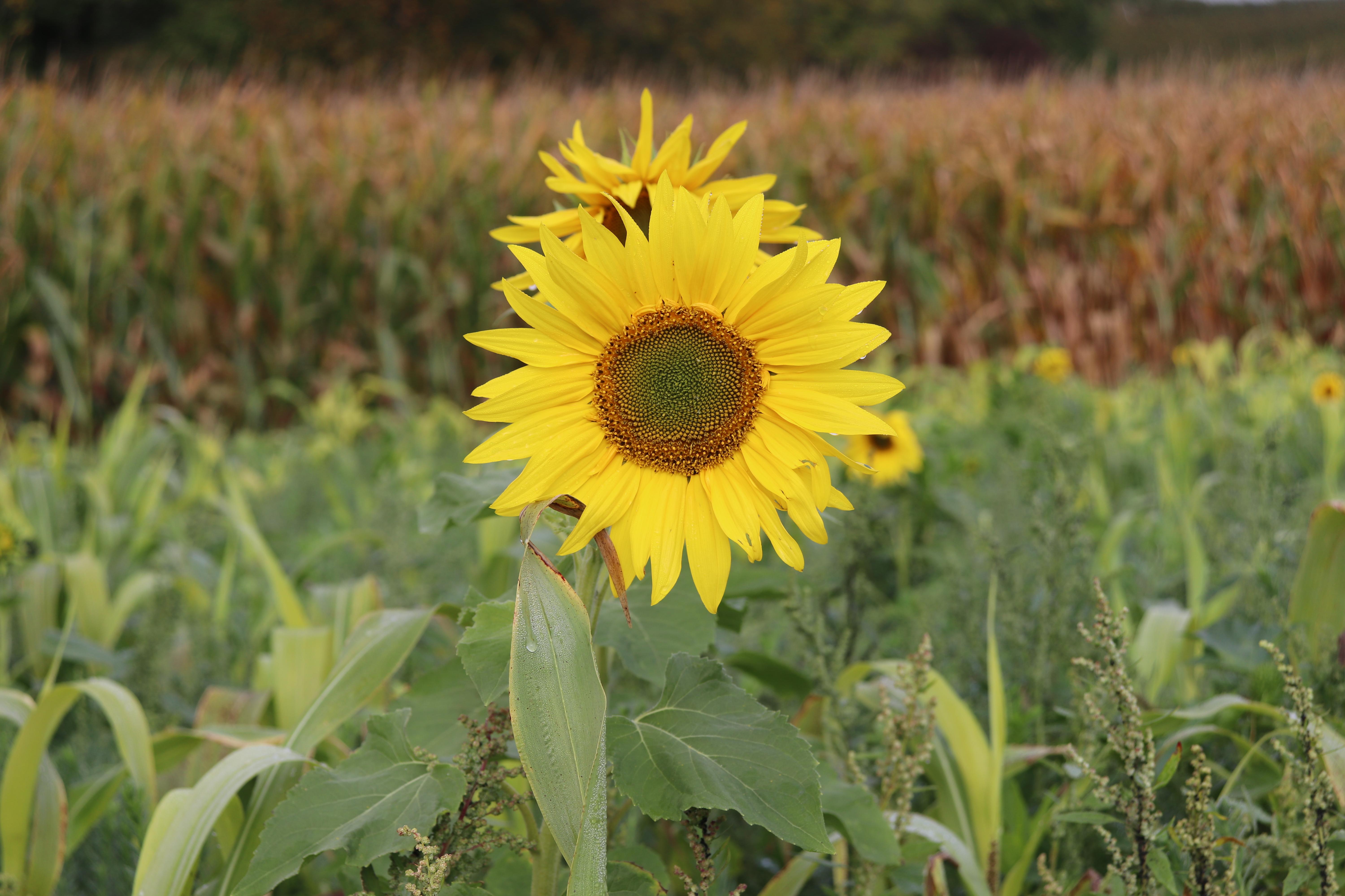 Im Herbst hat der Kaiserstuhl einen ganz besonderen Charme. Es wird nicht nur der Wein geerntet, das Mittelgebirge zeigt sich außerdem von einer sehr farbreichen Seite.