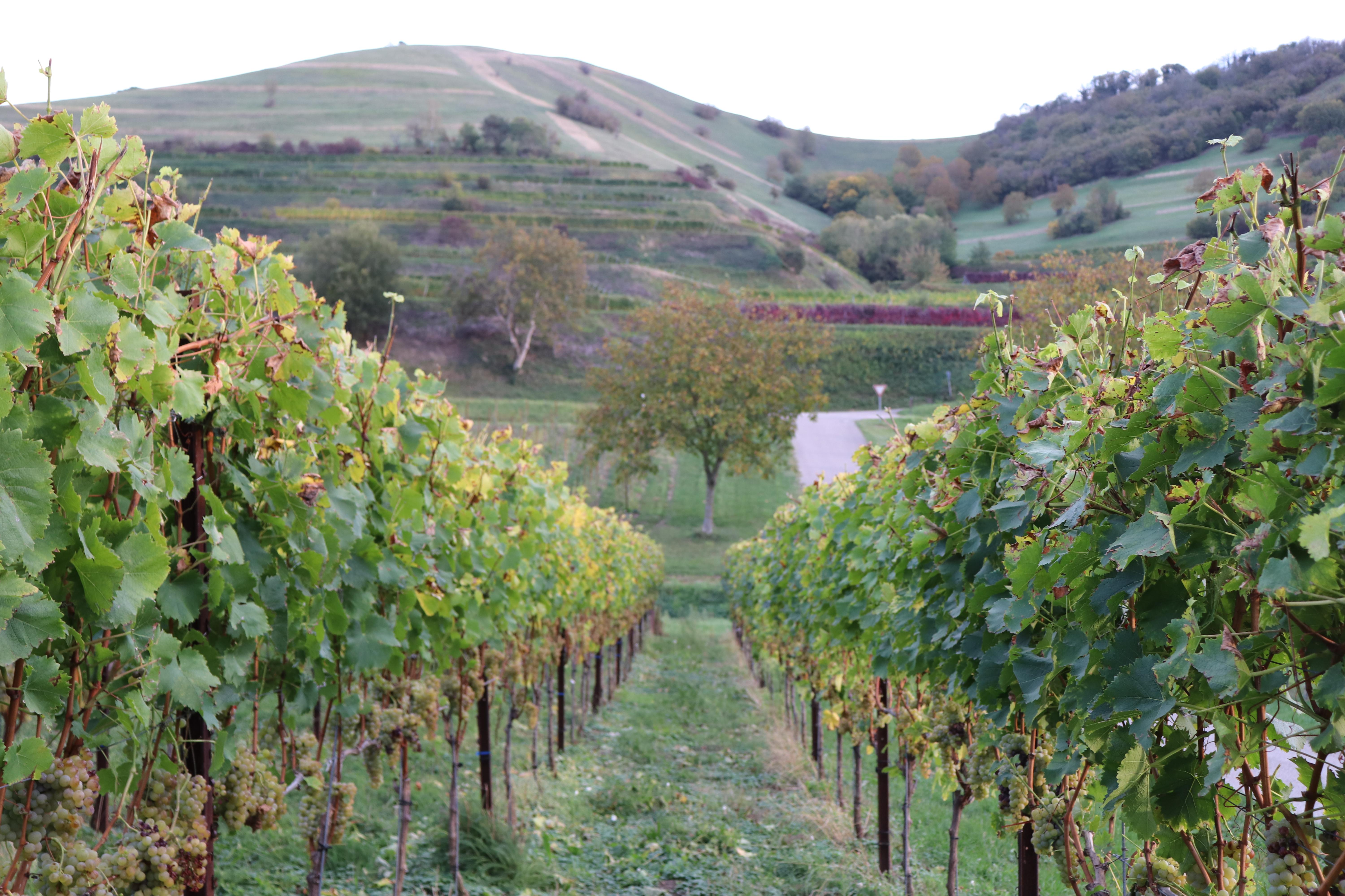Wein wohin man blickt. Ein Teil der Reben stehen auf einem ganz besonderen Untergrund: Vulkanstein. 