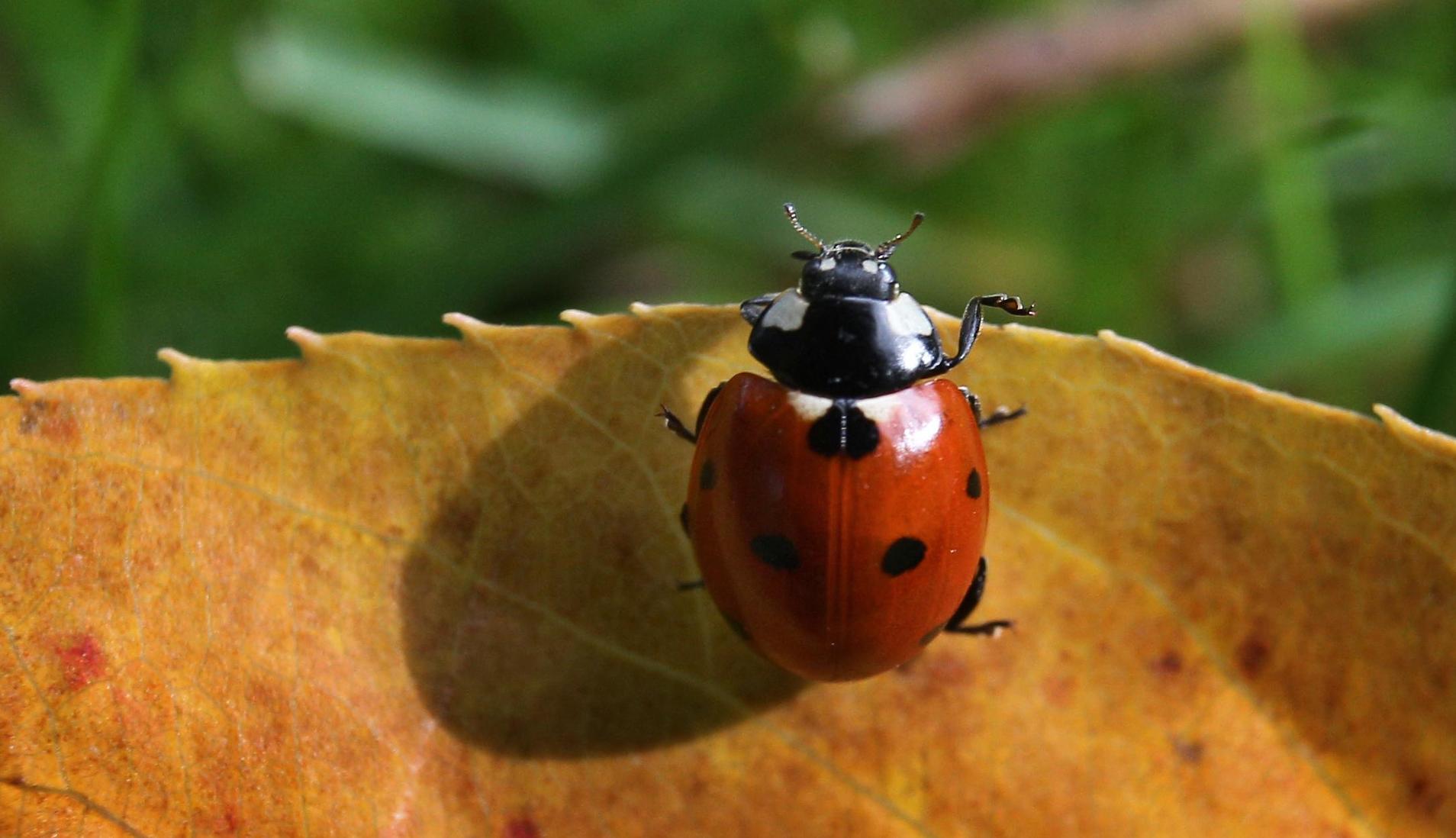 Marienkafer An Der Hauswand Darum Sieht Man Sie Zurzeit So Oft Roth Schwabach Nordbayern De