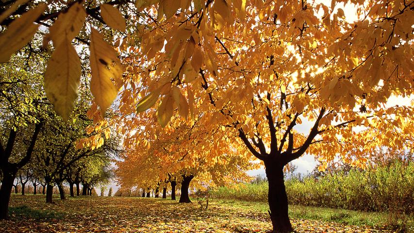 Herbstzauber im Mainfränkischen Wenn die Sonne auf die gelbgefärbten Kirschenbaumblätter scheint, ergibt sich ein romantisches Bild.
