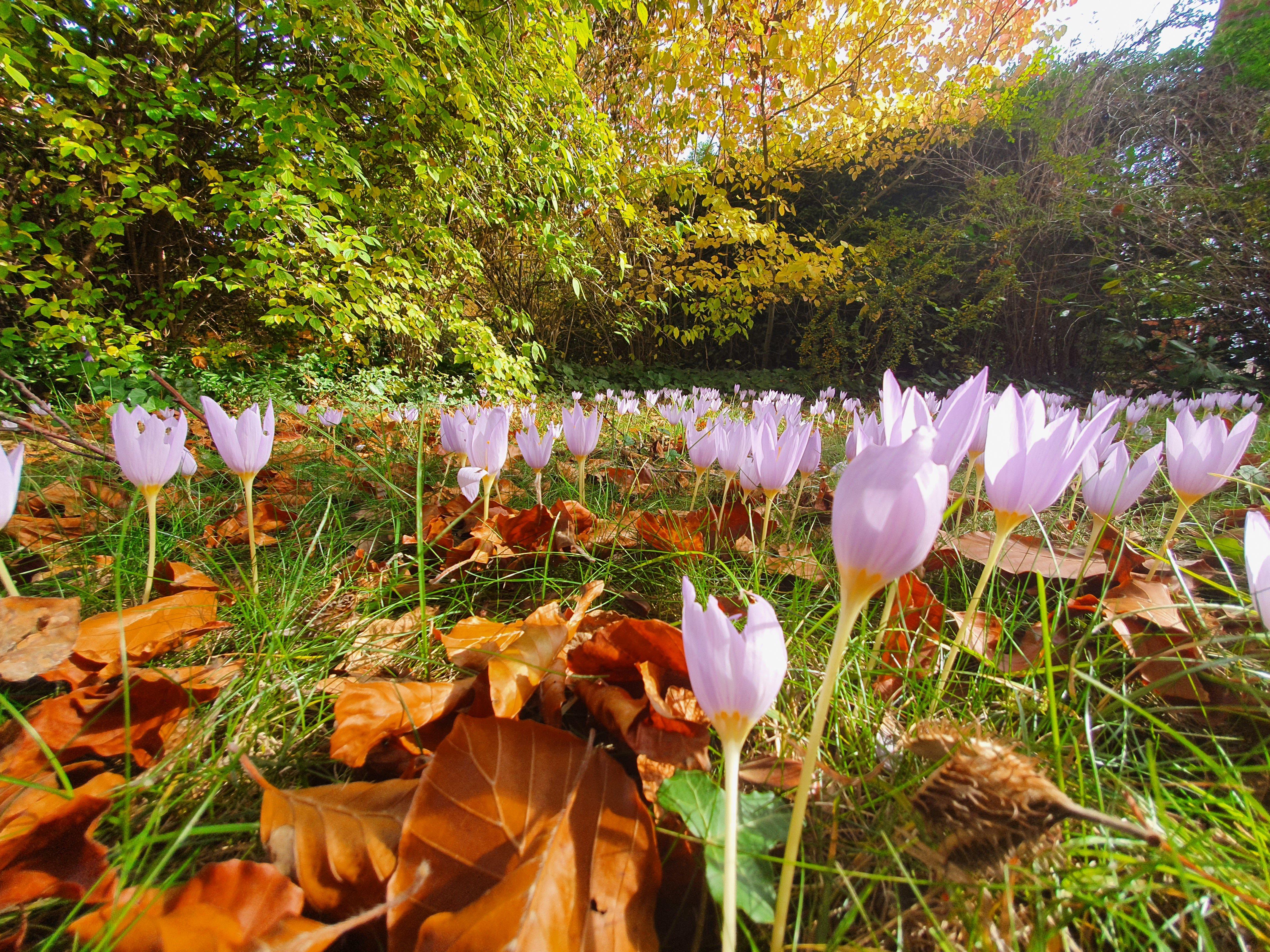Berauschend bunt präsentiert sich die Natur rund um Atzenhof, Ritzmannshof und Vach