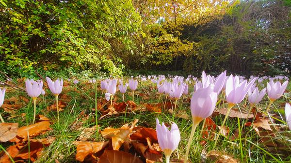 Berauschend bunt präsentiert sich die Natur rund um Atzenhof, Ritzmannshof und Vach