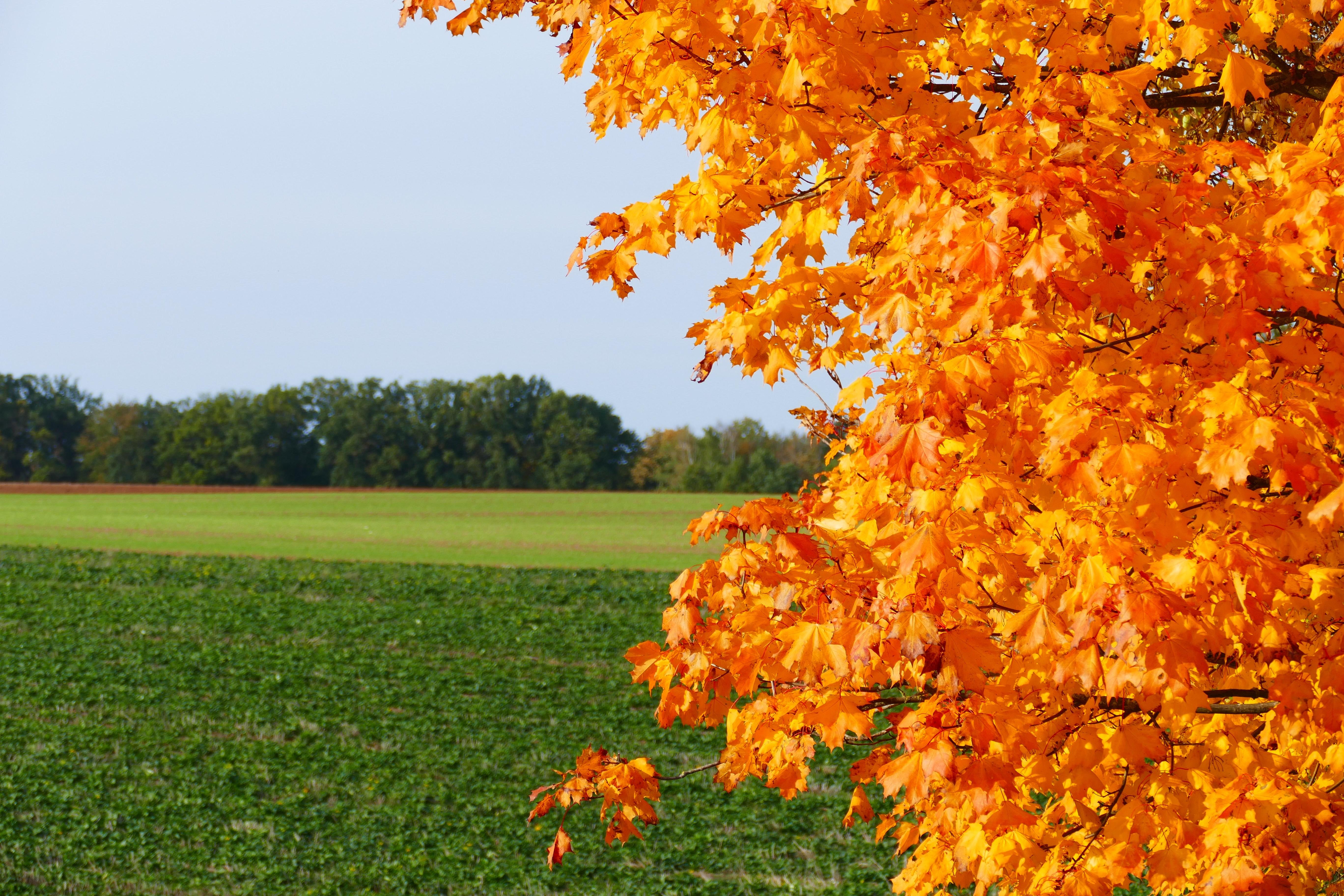 Berauschend bunt präsentiert sich die Natur rund um Atzenhof, Ritzmannshof und Vach