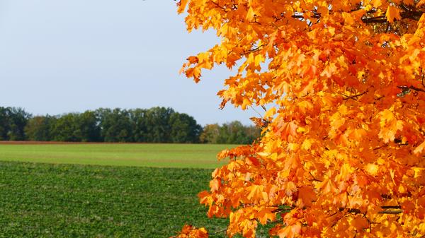 Berauschend bunt präsentiert sich die Natur rund um Atzenhof, Ritzmannshof und Vach