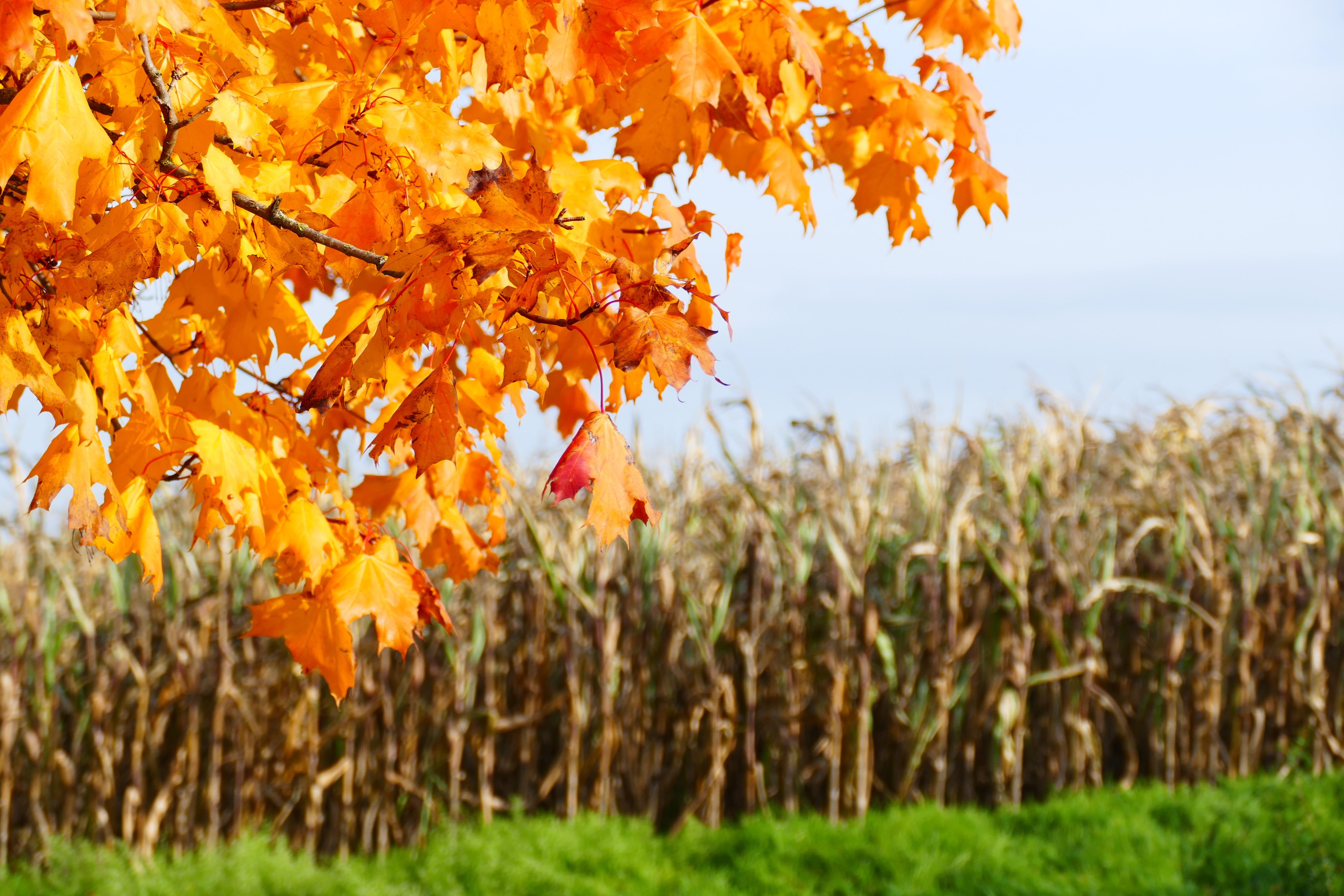 Berauschend bunt präsentiert sich die Natur rund um Atzenhof, Ritzmannshof und Vach