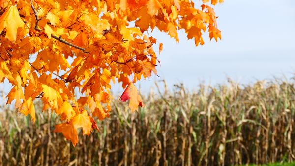 Berauschend bunt präsentiert sich die Natur rund um Atzenhof, Ritzmannshof und Vach