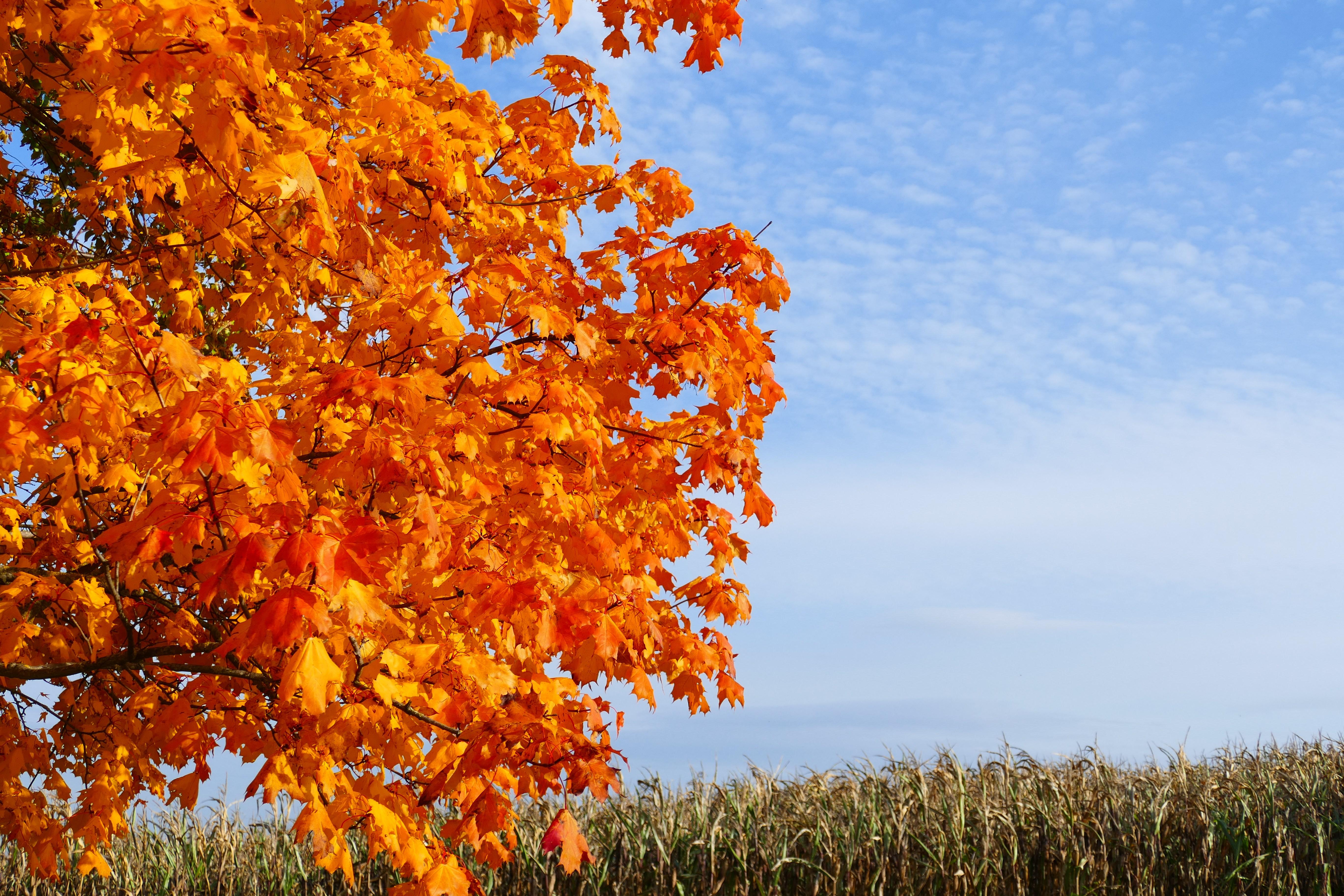Berauschend bunt präsentiert sich die Natur rund um Atzenhof, Ritzmannshof und Vach