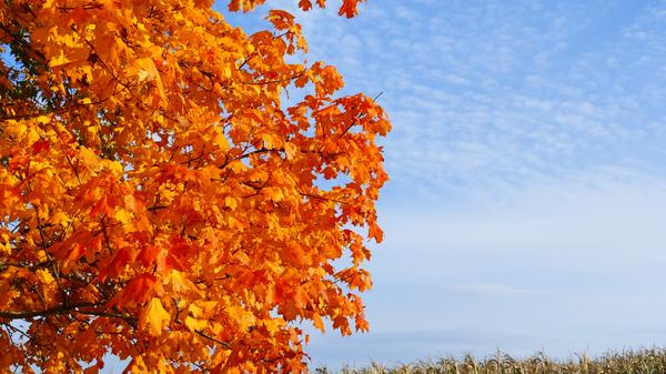 Berauschend bunt präsentiert sich die Natur rund um Atzenhof, Ritzmannshof und Vach