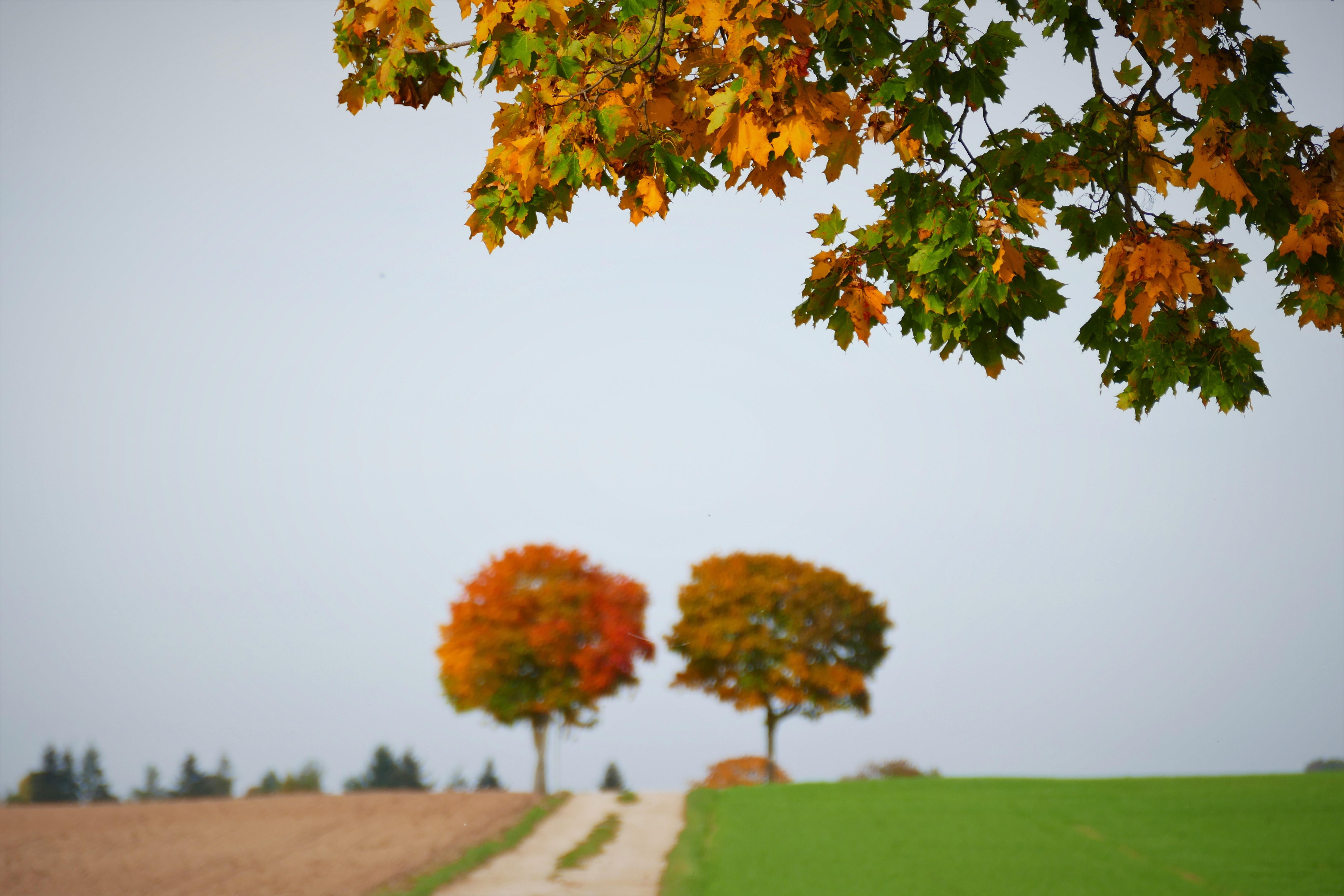 Berauschend bunt präsentiert sich die Natur rund um Atzenhof, Ritzmannshof und Vach