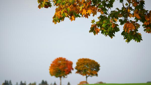 Berauschend bunt präsentiert sich die Natur rund um Atzenhof, Ritzmannshof und Vach