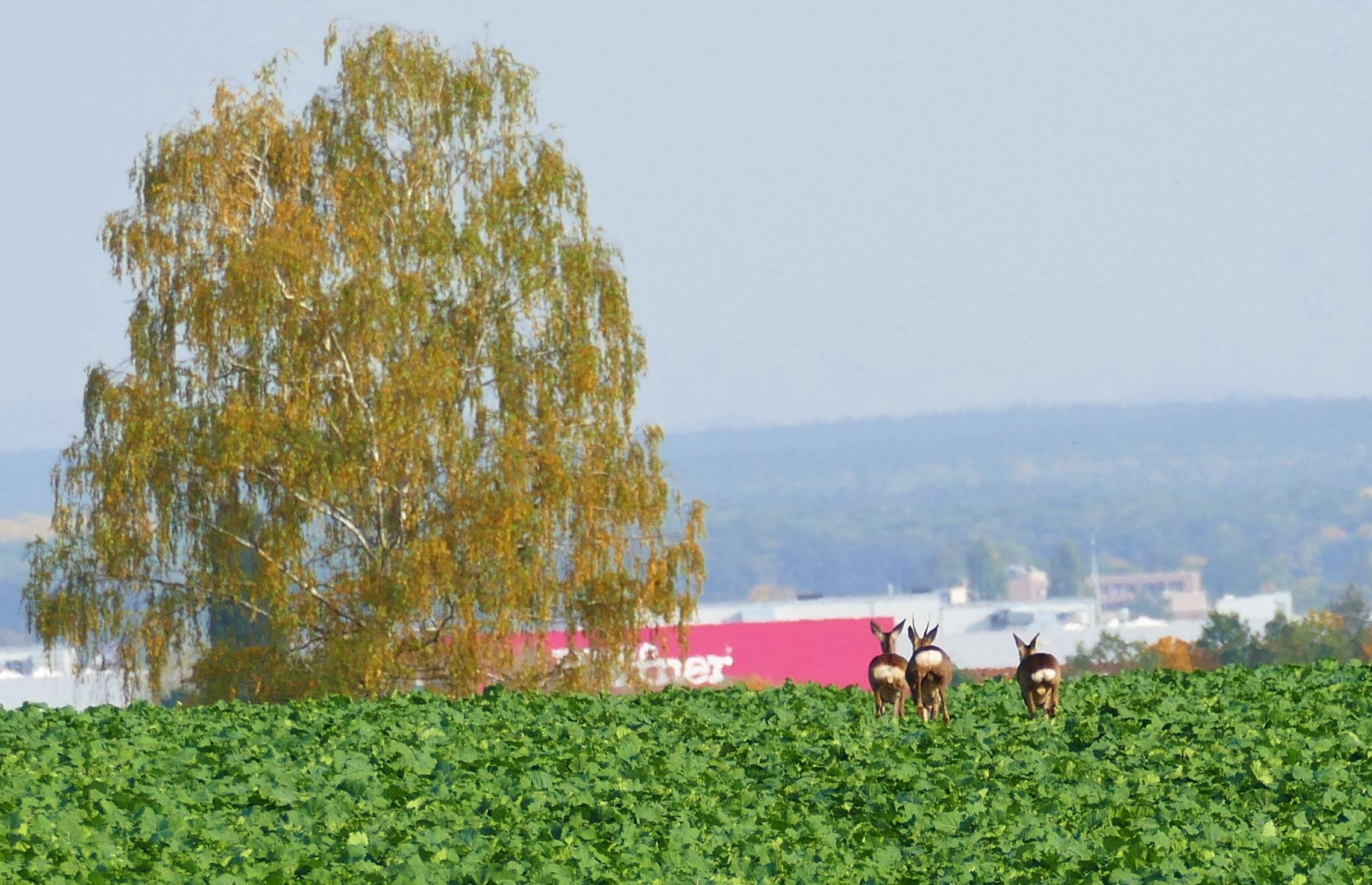 Berauschend bunt präsentiert sich die Natur rund um Atzenhof, Ritzmannshof und Vach
