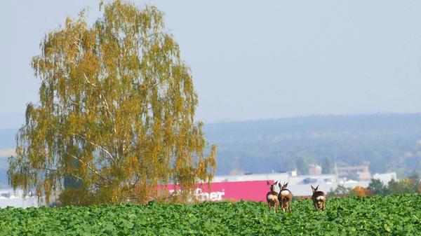 Berauschend bunt präsentiert sich die Natur rund um Atzenhof, Ritzmannshof und Vach