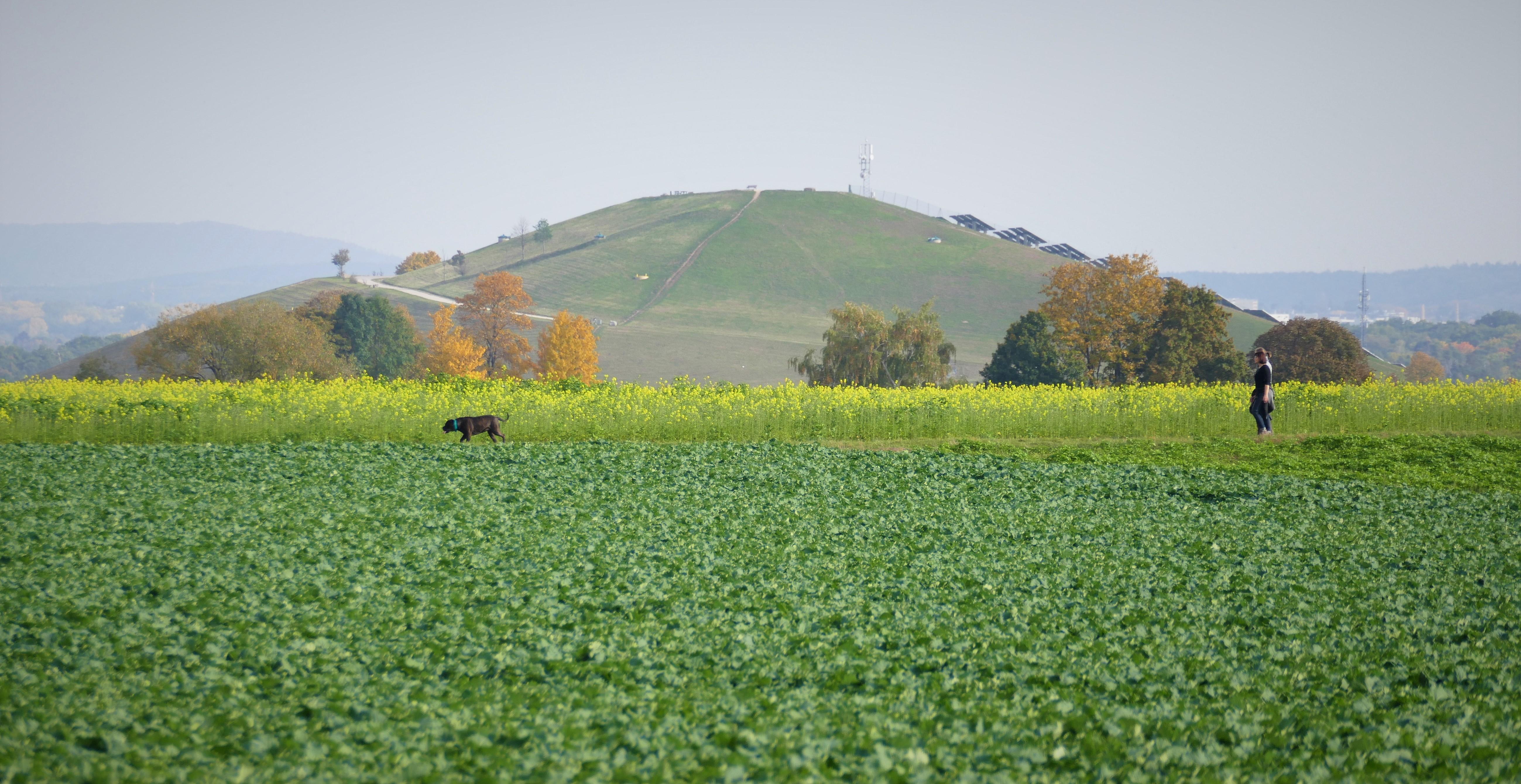 Berauschend bunt präsentiert sich die Natur rund um Atzenhof, Ritzmannshof und Vach