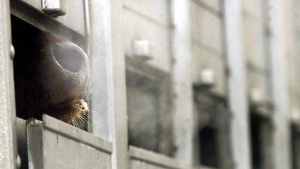 Eine Kuh vom Lorenzen-Hof aus Hörsten, Schleswig-Holstein, schaut am Montag, 27. November 2000, aus einem Tiertransport