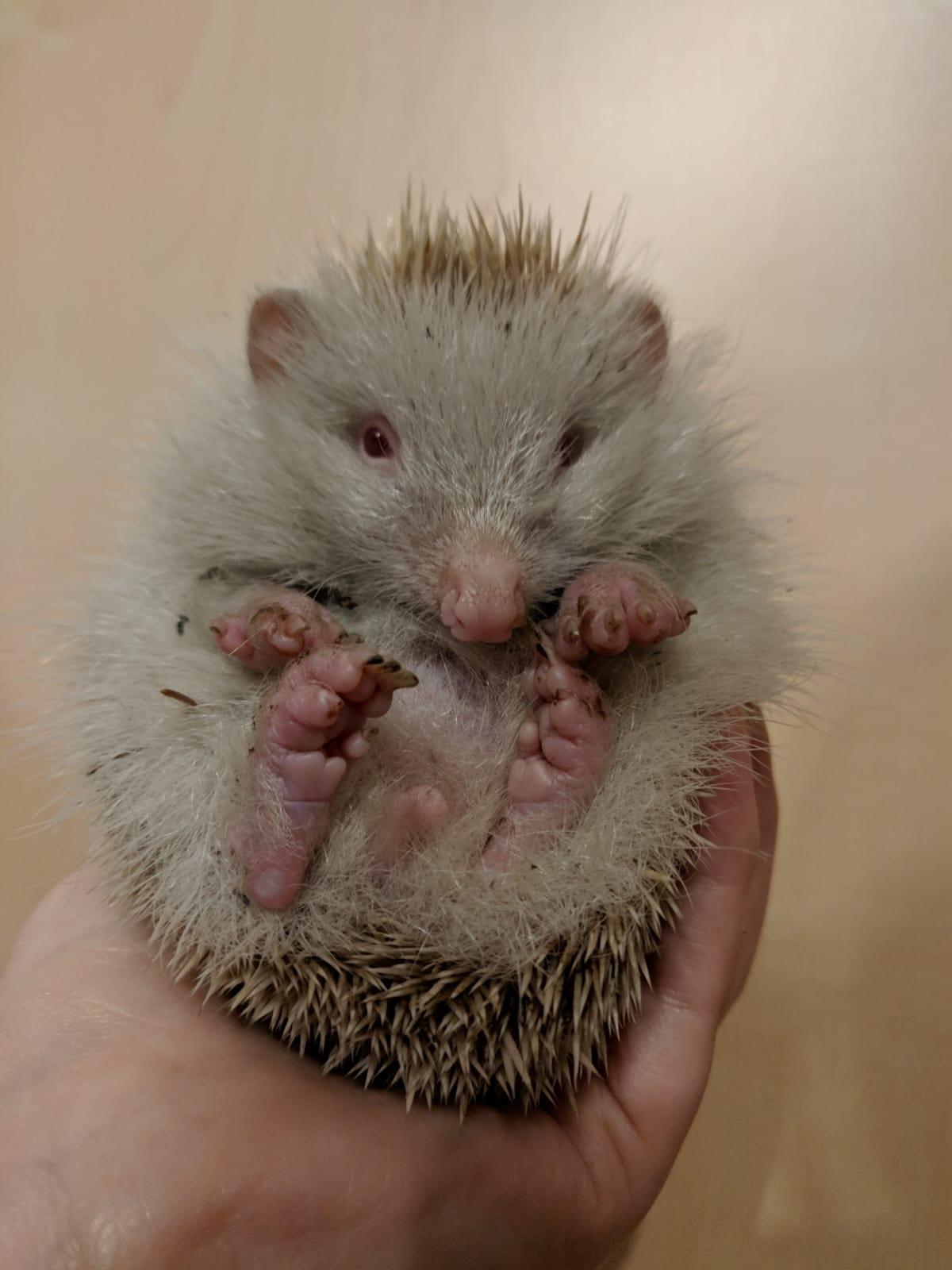 Lbv Projekt Igel Schon Uber 19 000 Tiere Gemeldet Roth Nordbayern De