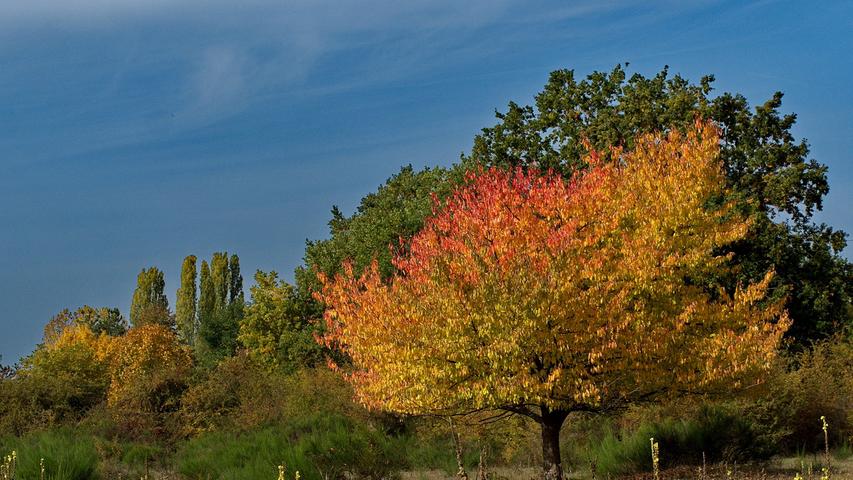 So schön kann der Herbst sein... Aufgenommen im Naturschutzgebiet Hainberg.
