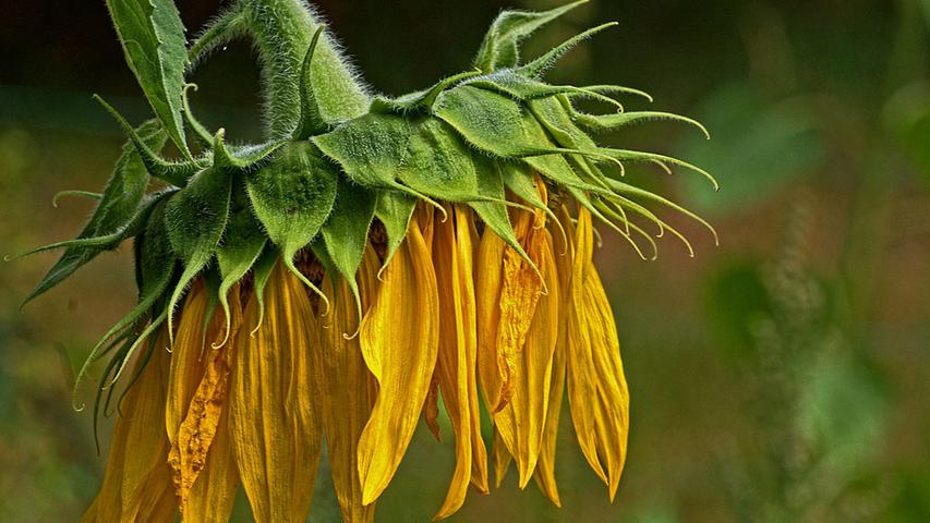 Der Sommer ist definitv vorbei: Eine Sonnenblume welkt dahin.