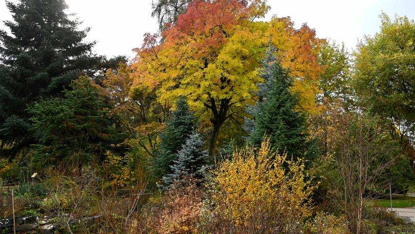 Ehe der graue November und anschließend der Winter sich aufs Gemüt der Menschen legt, kommen im Goldenen Herbst alle Farben der Natur nochmal zum Strahlen. Ein Herbstspaziergang mit dem Fotografen Harald Sippel.