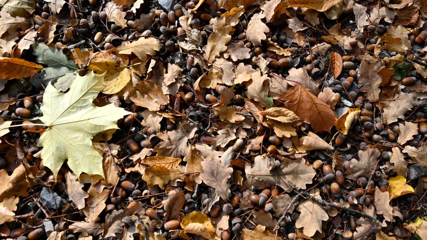 Ehe der graue November und anschließend der Winter sich aufs Gemüt der Menschen legt, kommen im Goldenen Herbst alle Farben der Natur nochmal zum Strahlen. Ein Herbstspaziergang mit dem Fotografen Harald Sippel.
