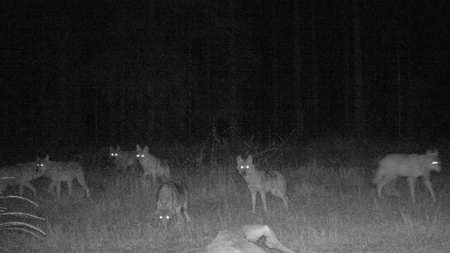 Auf diesem Foto einer Wildtierkamera sind die fünf Jungtiere als Teile des Wolfsrudels im Manteler Forst zu sehen.