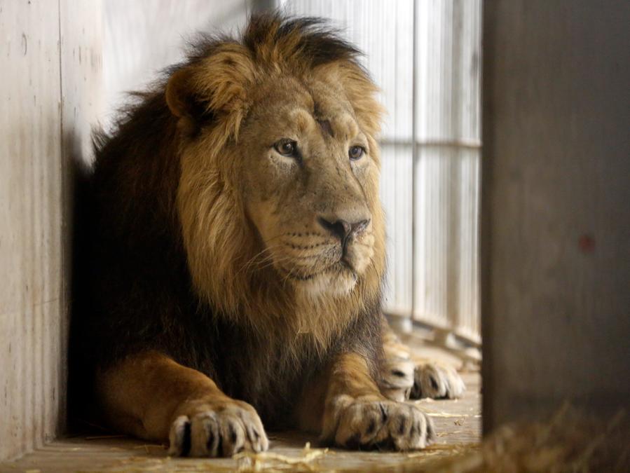 Totung Im Tiergarten Zirkus Will Nurnberger Lowen Retten Nurnberg Nordbayern De