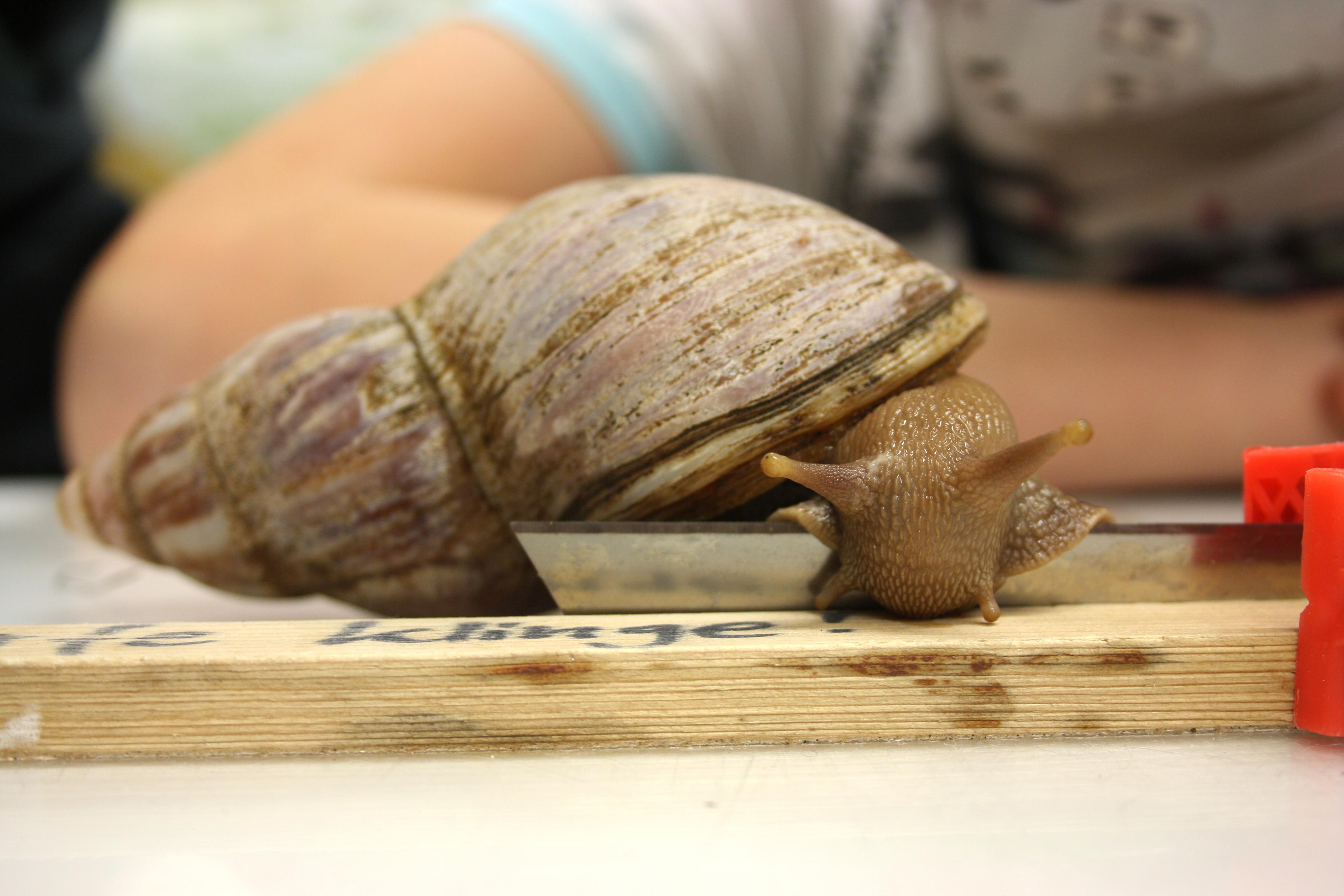 n-rnberger-schnecken-schleim-mit-wunderwirkung