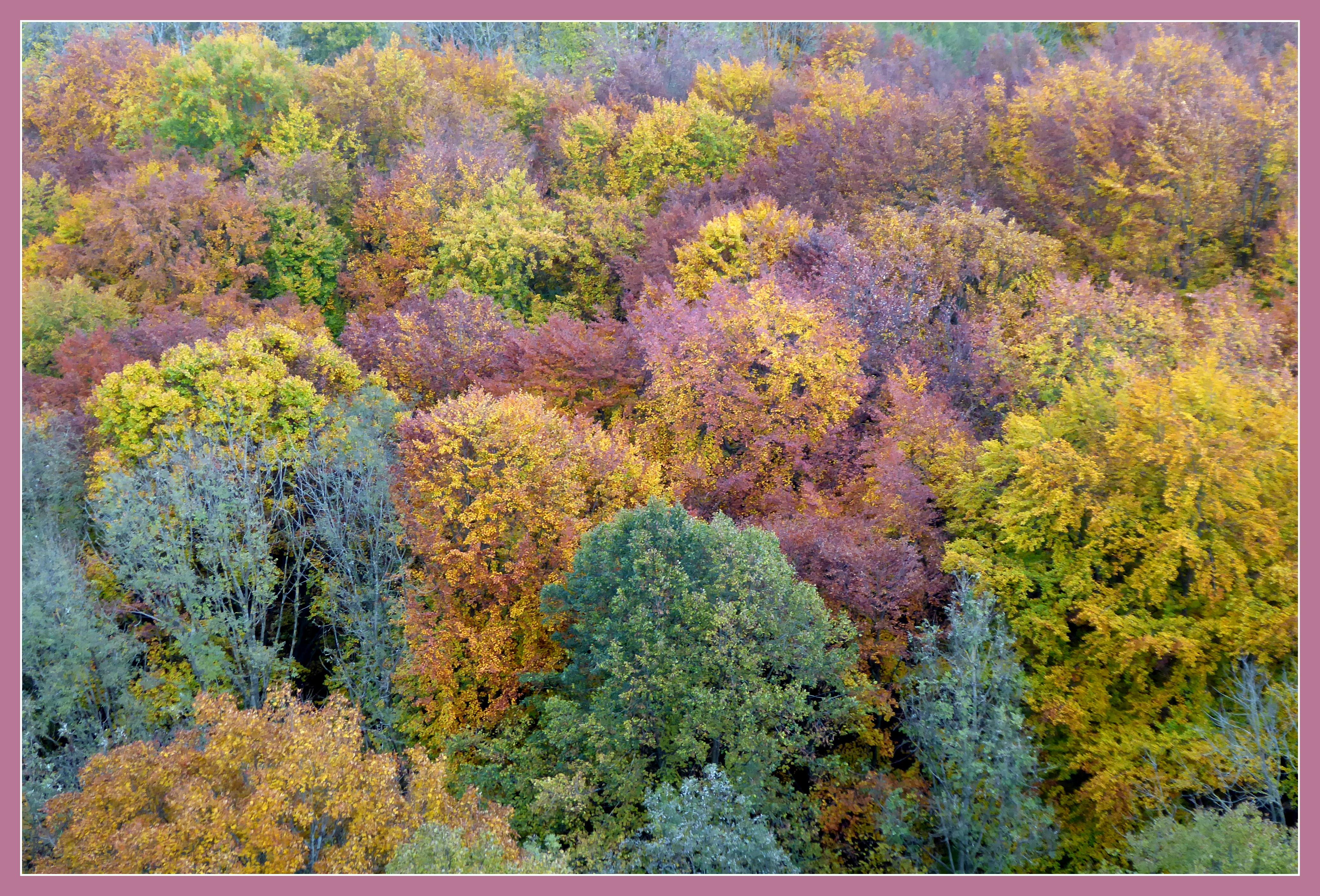 NN-Leser Norbert Haselbauer ist dieses tolle Bild gelungen. Er schreibt: "Ich war gestern am 532 Meter hohen Rodenstein nahe des Walberla und sah dort aus der Vogelperspektive die Baumkronen in wunderschönen herbstlichen Farben." 