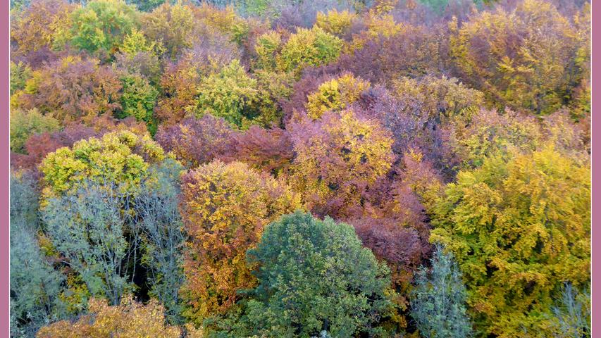 NN-Leser Norbert Haselbauer ist dieses tolle Bild gelungen. Er schreibt: "Ich war gestern am 532 Meter hohen Rodenstein nahe des Walberla und sah dort aus der Vogelperspektive die Baumkronen in wunderschönen herbstlichen Farben." 