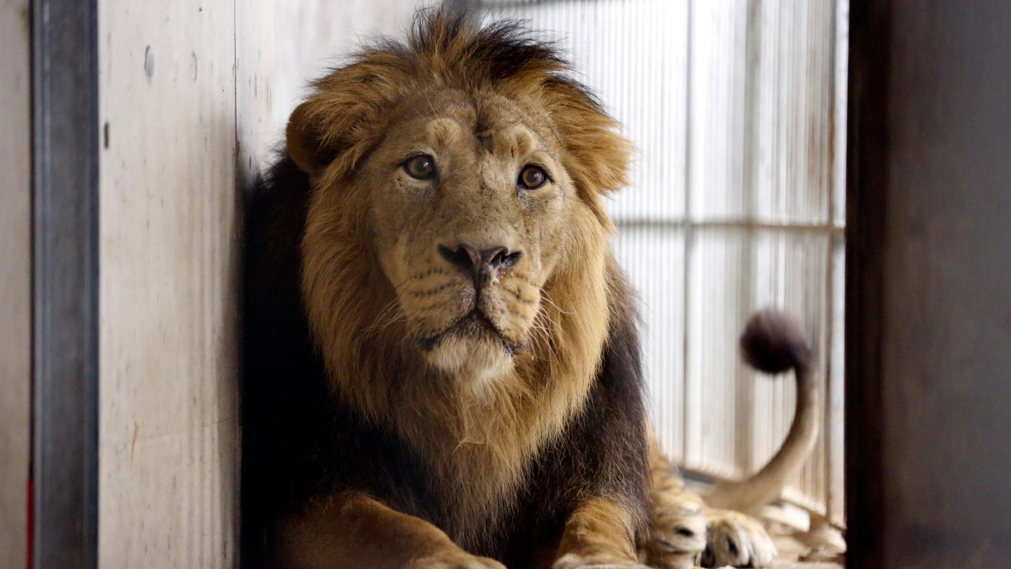Debatte um Löwe Subali: Zoodirektor verteidigt Aussage
