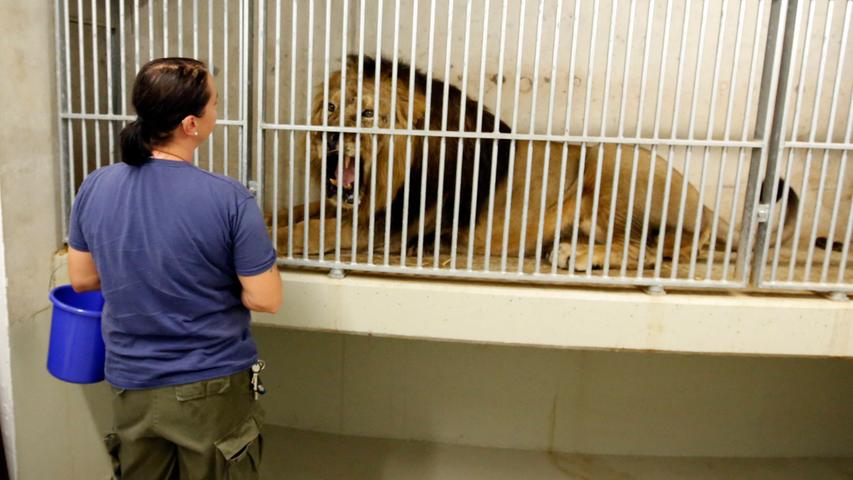 Empörung über mögliche Löwen-Tötung im Tiergarten