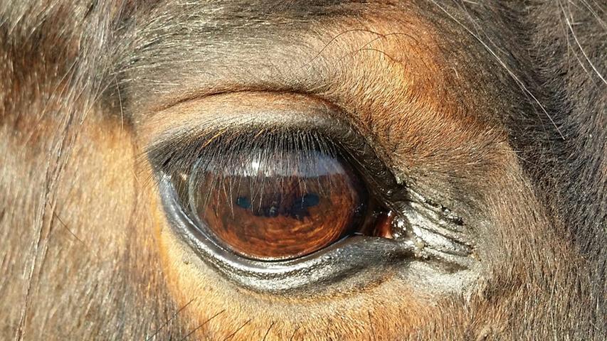 Im Galopp in den goldenen Herbst: Die schönsten Pferde-Bilder unserer User