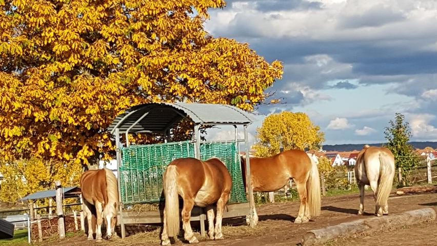 Im Galopp in den goldenen Herbst: Die schönsten Pferde-Bilder unserer User