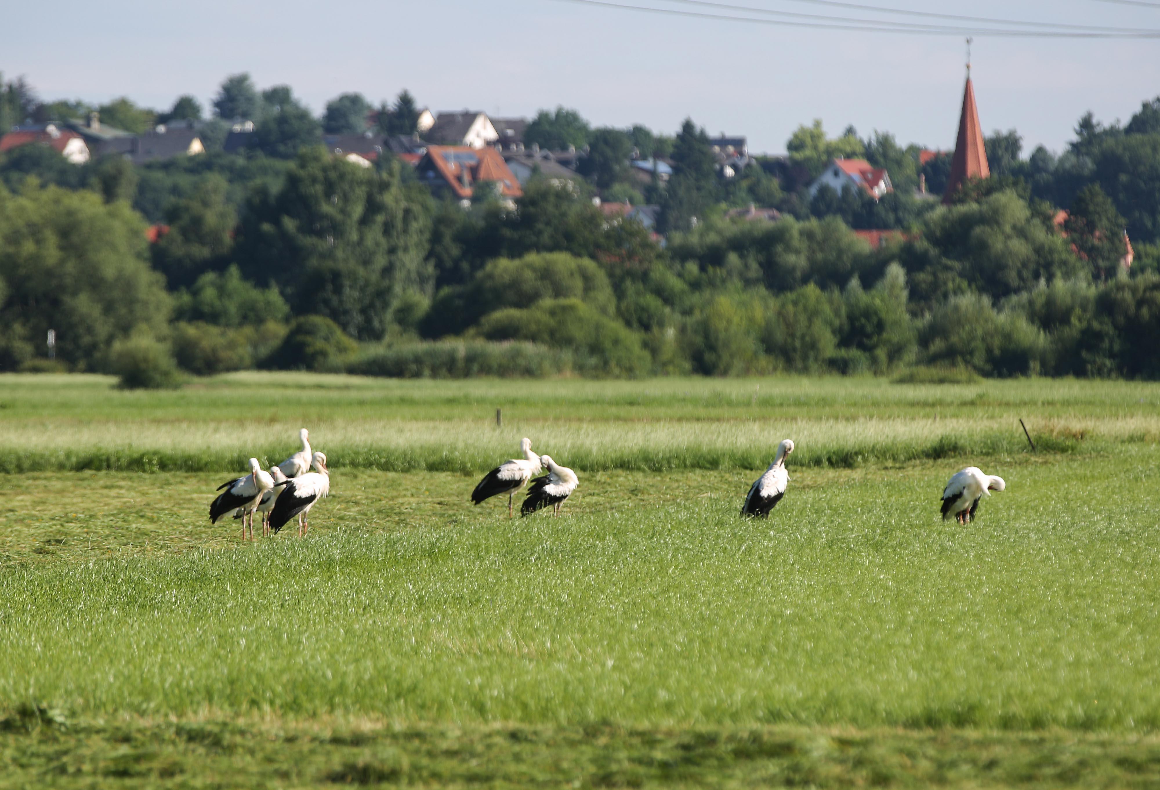 Storchenversammlung im Wiesengrund zwischen Stadeln und Vach
