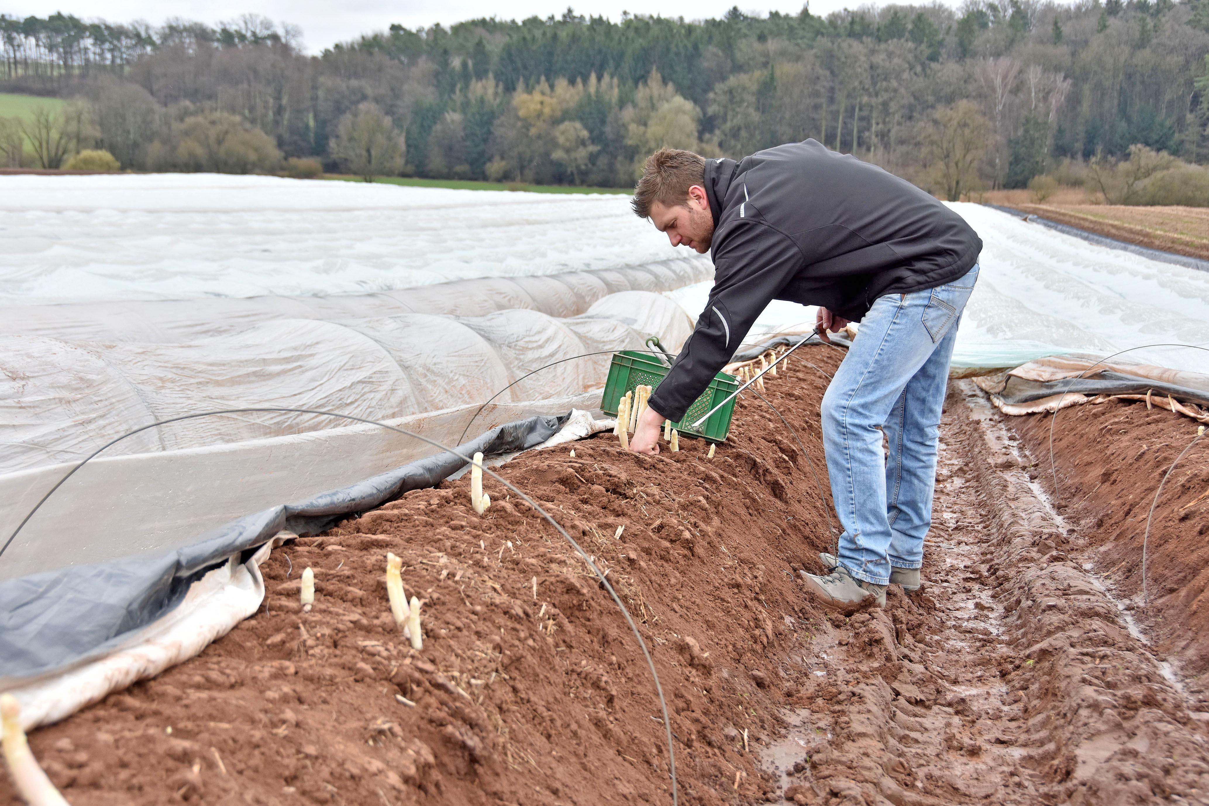Spargelernte bei Ritzmannshof