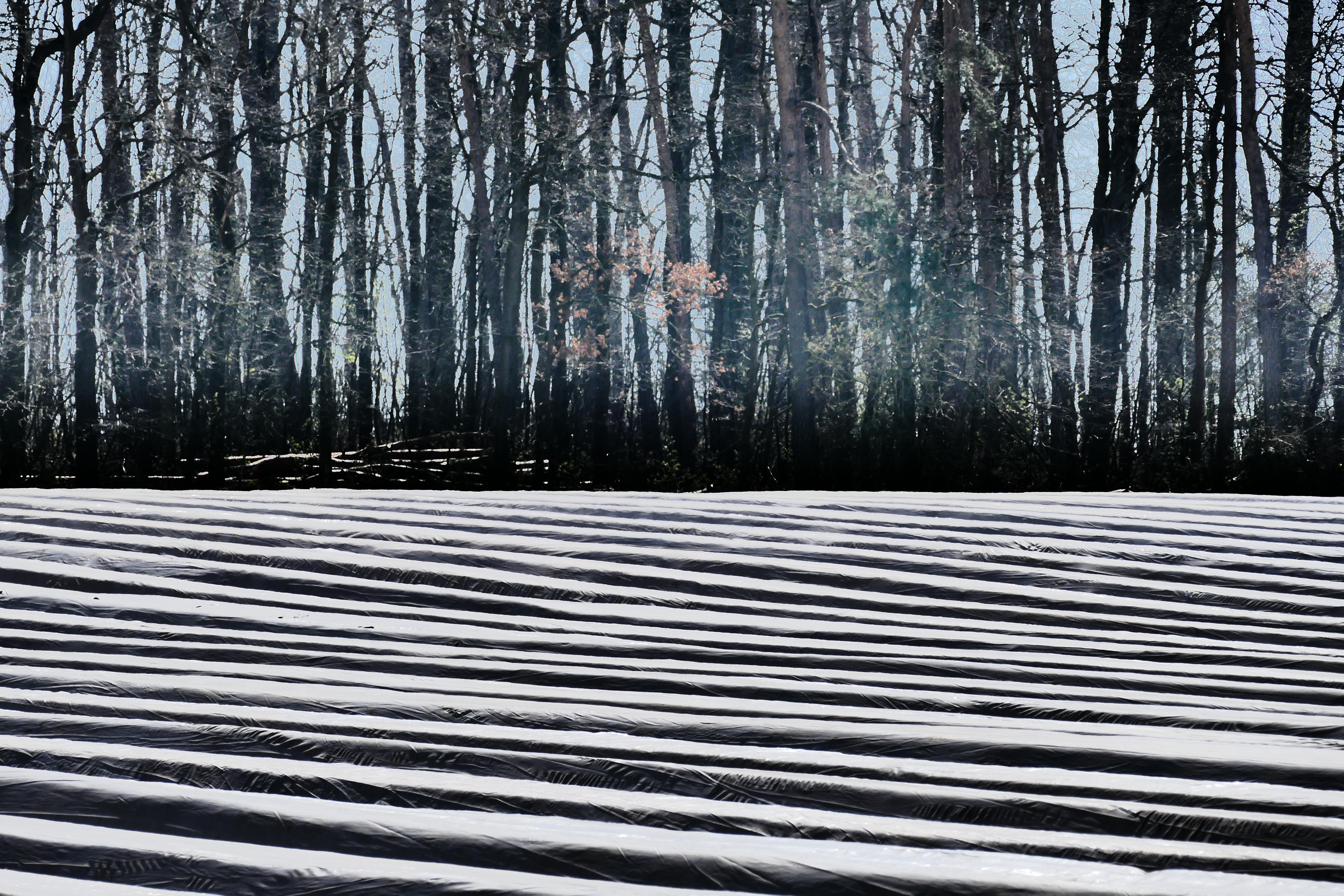 Spargelfeld bei Ritzmannshof