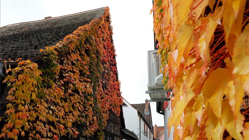 Gold, rot, braun: Herbstimpressionen aus Forchheim