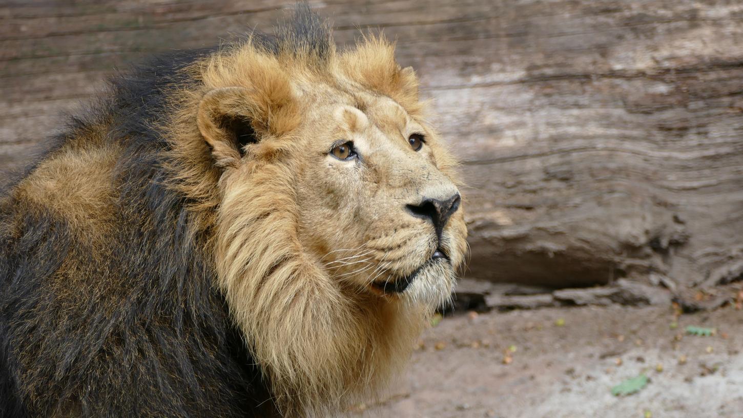 Subali lebt erst seit 2018 im Nürnberger Tiergarten.