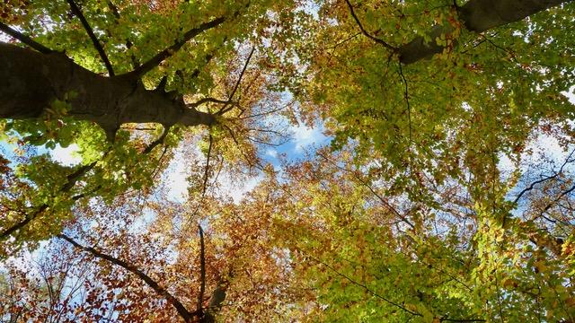 Eine Aufnahme im Schwabacher Stadtpark vom aktuellen „Herbstleuchten“ der Blattfärbung.